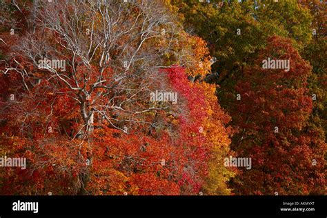 Fall colors at US National Arboretum Stock Photo - Alamy