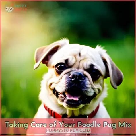 Pugapoo: All About the Pug Poodle Mix Breed