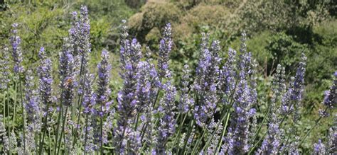 Health Issues Lavender May Relieve