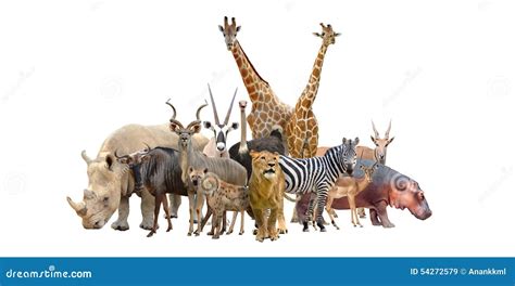 Group Of Africa Animals Stock Photo Image 54272579