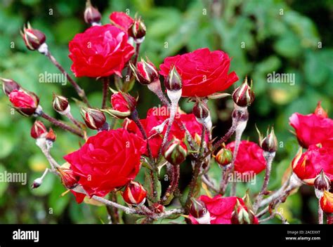 Powdery Mildew Closeup Of Symptoms On Rose Caused By Fungus