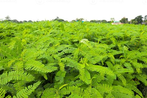 green colored dhaincha tree plant 8299948 Stock Photo at Vecteezy