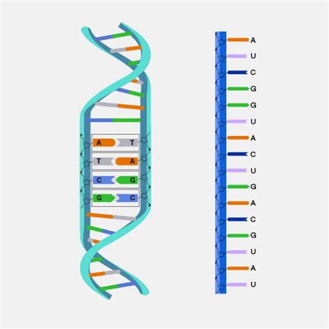 Nucleotide