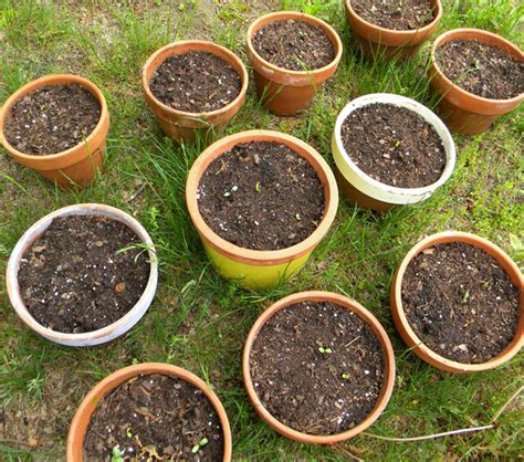 Peppercorn Elvis: Growing Dahlias from Seeds