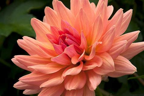 Touche Dahlia Dahlia Flower Garden Flowers