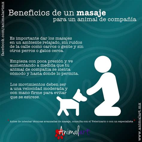 Los Beneficios De Los Masajes Para Los Perros Masajes Perros