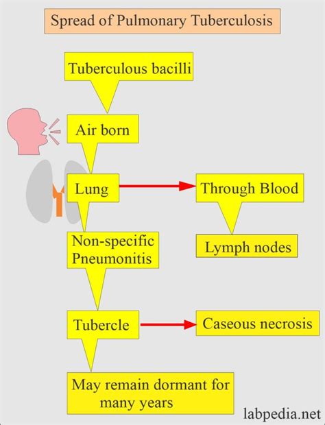 Mycobacterium Tuberculosis Part 4 Afb Stain Acid Fast Bacilli