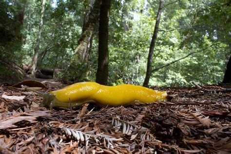 Ariolimax Dolichophallus Banana Slug Big Basin Np Ca Flickr