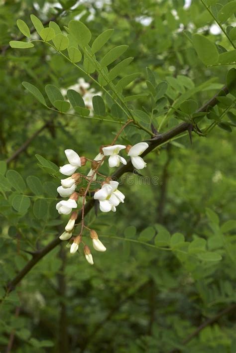 árvore Robinia Pseudoacácia Em Floração Foto de Stock Imagem de falso