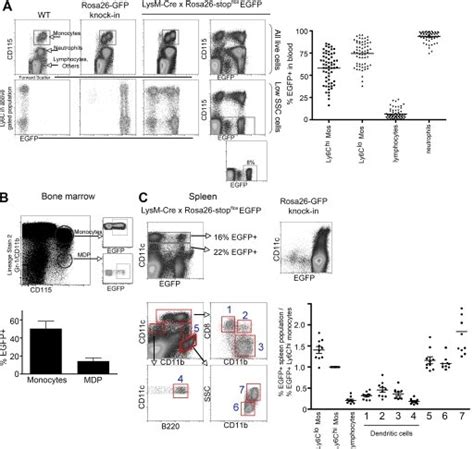 Egfp Reporter Expression In Lysm Cre × Rosa26 Stopfloxegfp Mice By Download Scientific Diagram