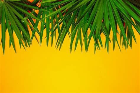 Premium Photo Green Palm Branches On The Orange Background