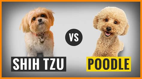 Shih Tzu Vs Poodle Breed Comparison With Photos Oodle