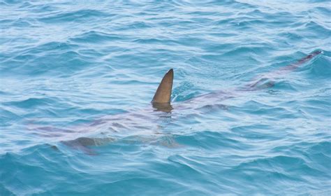 Attaque De Requin Sainte Rose Le P Cheur Est D C D