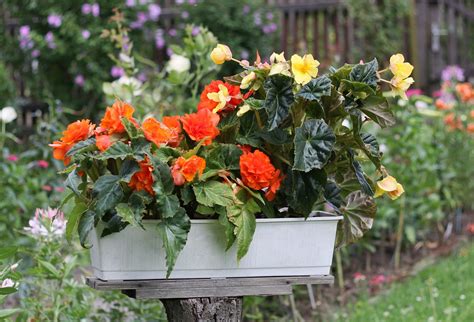 Knollenbegonien Begonia Tuberhybrida August 2013 Canon Flickr