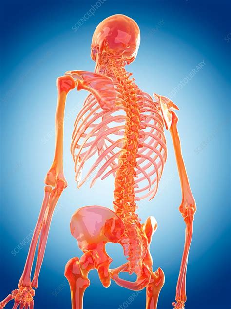 Human Spine Stock Image F016 2830 Science Photo Library