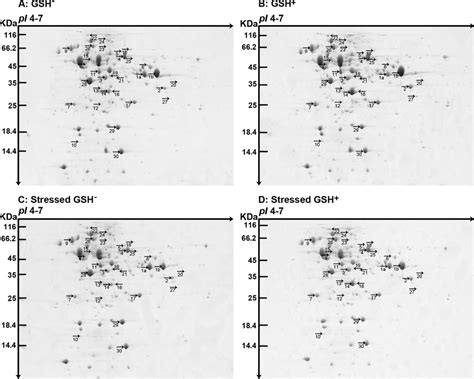 Locations Of Differentially Expressed Proteins In Gels For Cells In The