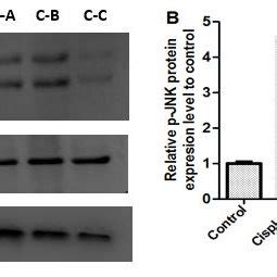 Inhibitory Effect Of The Isolated Limonoids On Cisplatin Induced Jnk