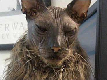 World's Ugliest Cat - CBS News