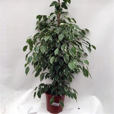 Ficus Golden King 14m Gibral Flora Flowers