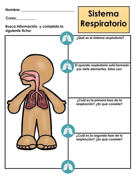 Guía de trabajo Sistema respiratorio profe social