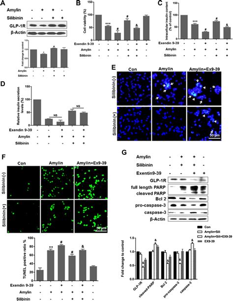 Silibinin Reverses Amylin Induced Inhibition Of Glp R Expression In