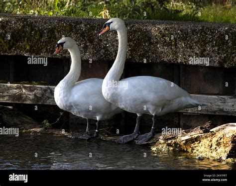 Mute Swans River Stort Harlow Essex Stock Photo Alamy