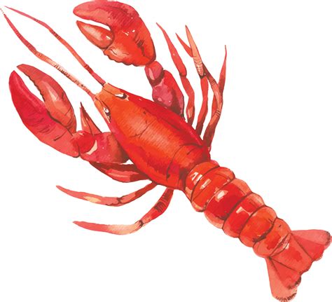 Lobster Cartoon Png