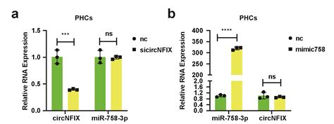 Circnfix Regulates Chondrogenesis And Cartilage Homeostasis By