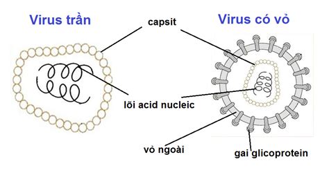 Cấu trúc khối của virut có đặc điểm