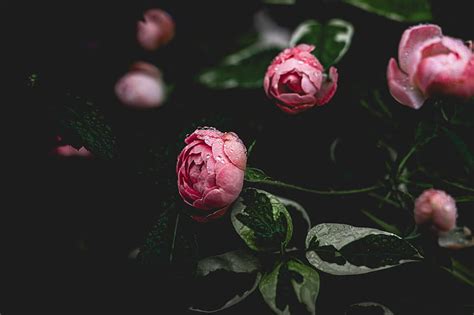 Top 85 Peonies Wallpaper Hd Latest In Iedunet Edu Vn