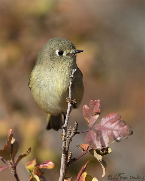 Ruby Crowned Kinglet In Fall Colors Feathered Photography