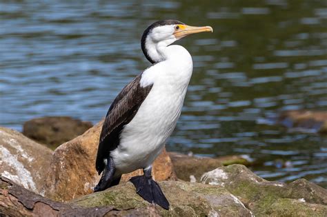 Australian Water Birds Australia S Wonderful Birds