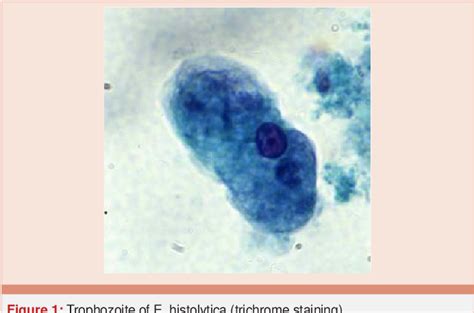 Pdf Entamoeba Histolytica Pathogenic Protozoan Of The Large Intestine In Humans Semantic Scholar