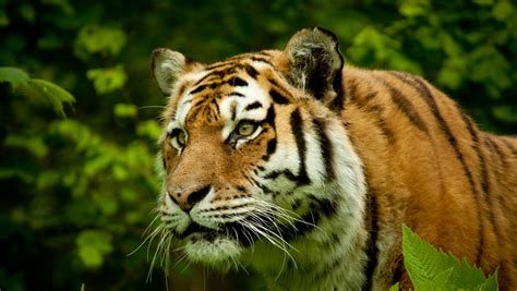 Un Enorme Tigre De Bengala Se Escapa De Sus Dueños Y Deambula Cerca De