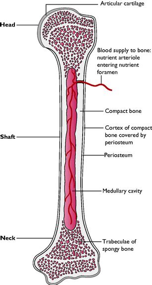 Structure Of A Typical Long Bone