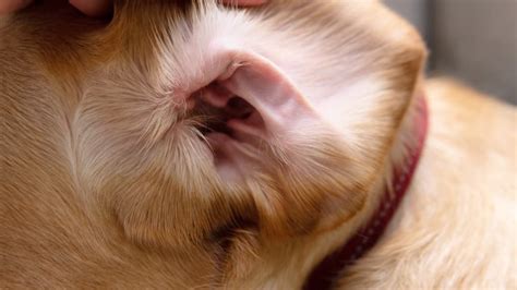 What Do Dog Ear Mites Look Like Signs And Symptoms To Watch For