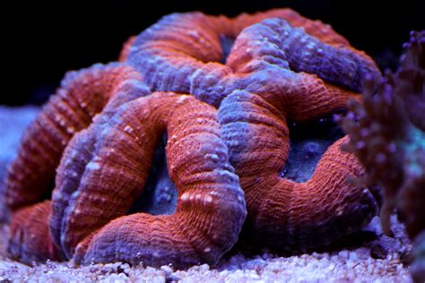 Orange And Purple Lobo Coral In The Underwater World