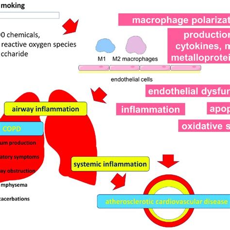 Effect Of Smoking On The Common Links In The Pathogenesis Of Copd And