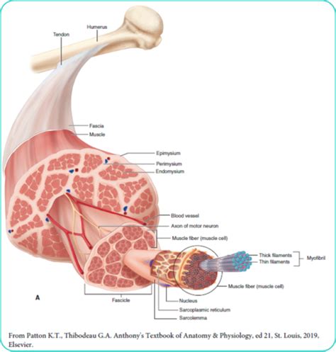 Musculoskeletal Sonography Flashcards Quizlet