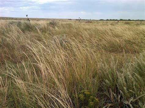 Tallgrass Prairie Geography Realm