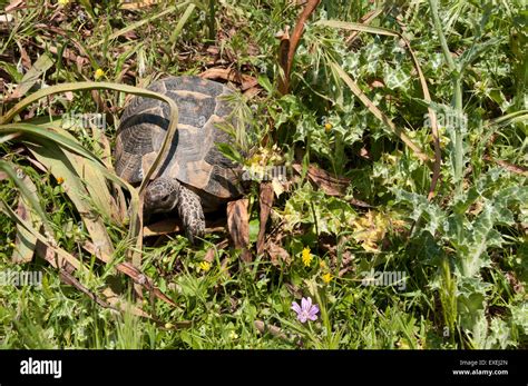 Spur Thighed Tortoises Grow Up To 30 Cm Length And Live In Grassy Areas