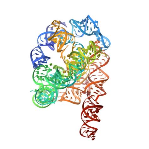 Rcsb Pdb Yc Cryo Em Structure Of Tetrahymena Ribozyme Conformation