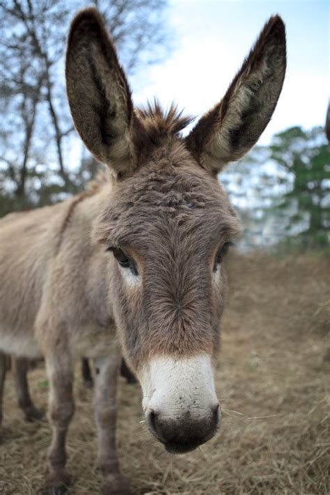 Printable Donkey Ears Web Check Out Our Printable Donkey Ears