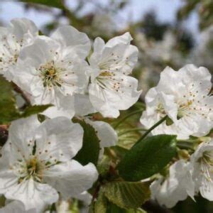 The Lapins Cherry Tree - Minneopa Orchards