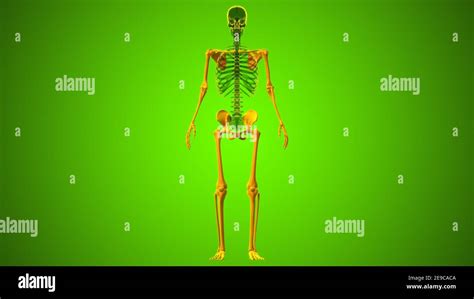 Esqueleto Apendicular Fotograf As E Im Genes De Alta Resoluci N Alamy