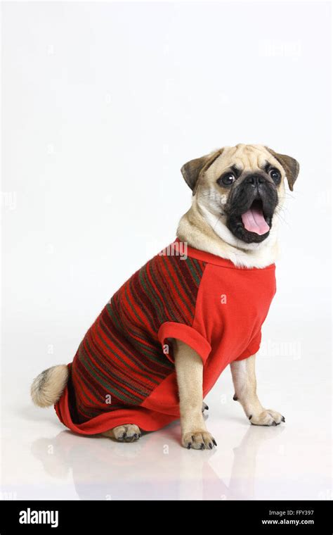 Dog Pug Male Black Muzzle Shouting In Red Clothing Posing On White