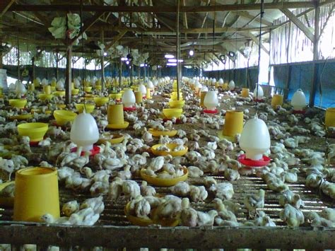 tentang ayam broiler peternakan ayam broiler