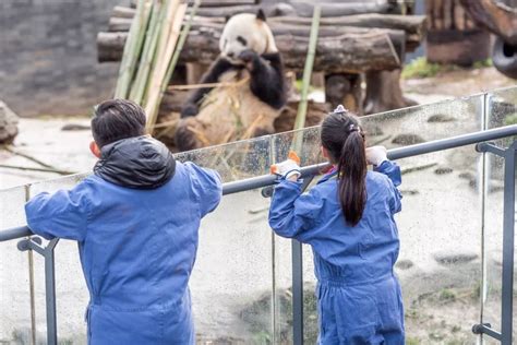 【大熊猫·小义工】体验最幸福の职业——熊猫保育员保护