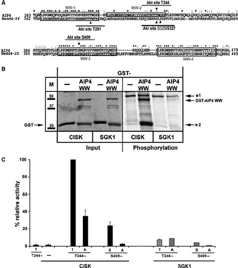 Aip Is A Specific Substrate For Cisk Kinase Activity A Alignment