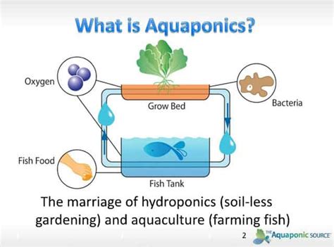 aquaponics systems work kile